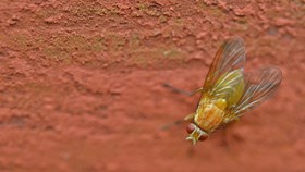 Pest Prevention For Your Home