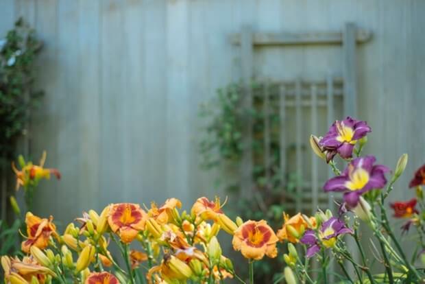 Choosing The Right Flowers For Your Garden