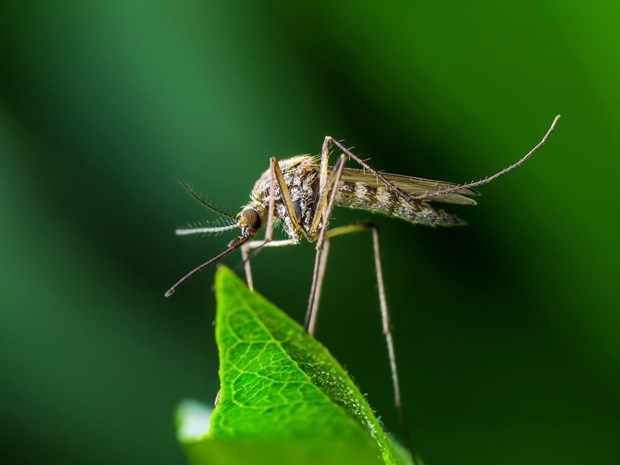 backyard insect control