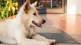 7 Ideas To Help Your Dog & Landscape Live In Harmony