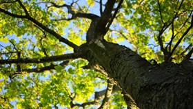 7 Tree Maintenance Tips