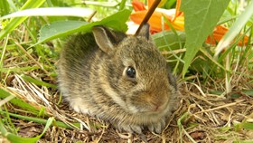 Guide to Safe and Natural Home Pest Control