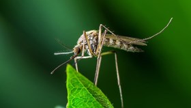 Reduce Mosquitoes In Your Backyard