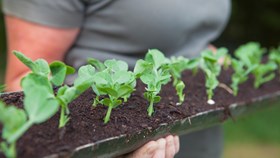 How To Create A Gutter Garden