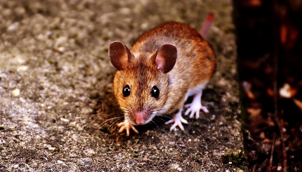 Garage Pest Control